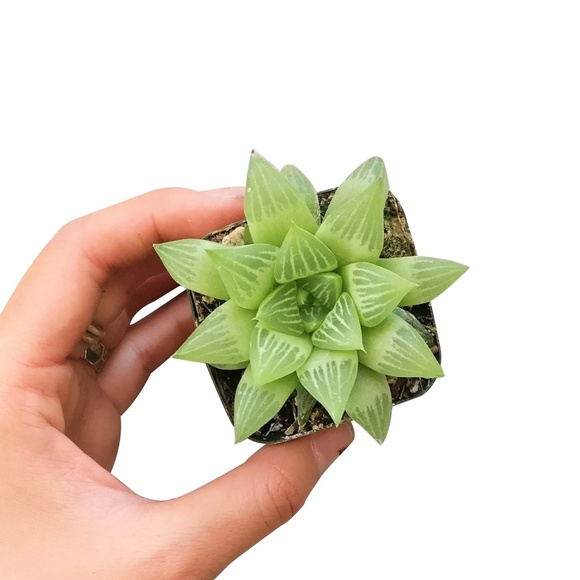 WINDOW HAWORTHIA plant fully rooted garden succulent - Picture 7 of 11